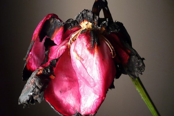 FilipposTsitsopoulos-2